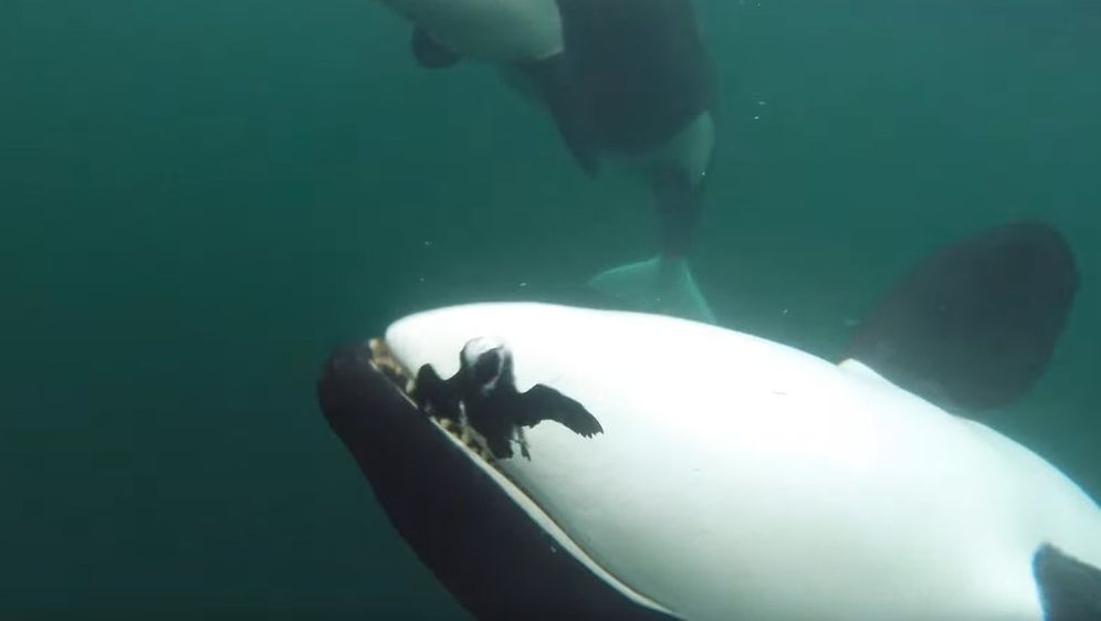 Orka nudi hranu ljudima