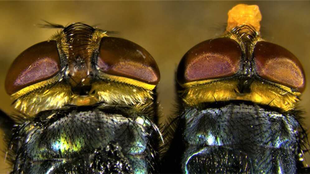 Cochliomyia hominivoraxa