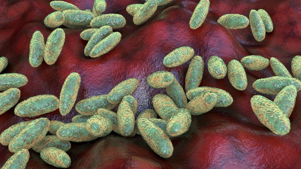 Yersinija pestis, bakterija kuge, ilustracija