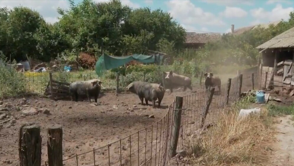 Afrička svinjska kuga u Baranji - 4