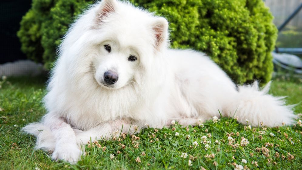Samojed je poznat po svojoj prekrasnoj gustoj bijeloj dlaci