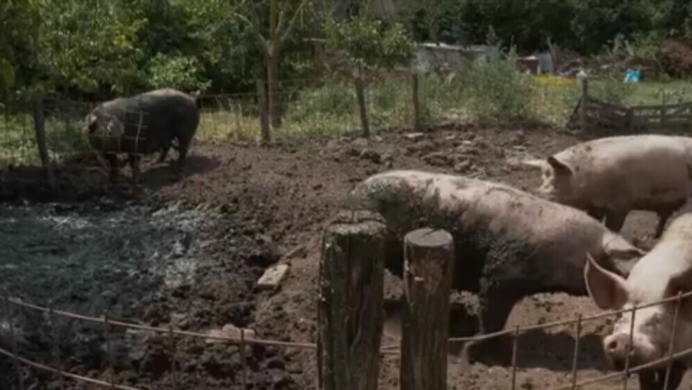 Novi slučaj afričke svinjske kuge - 4