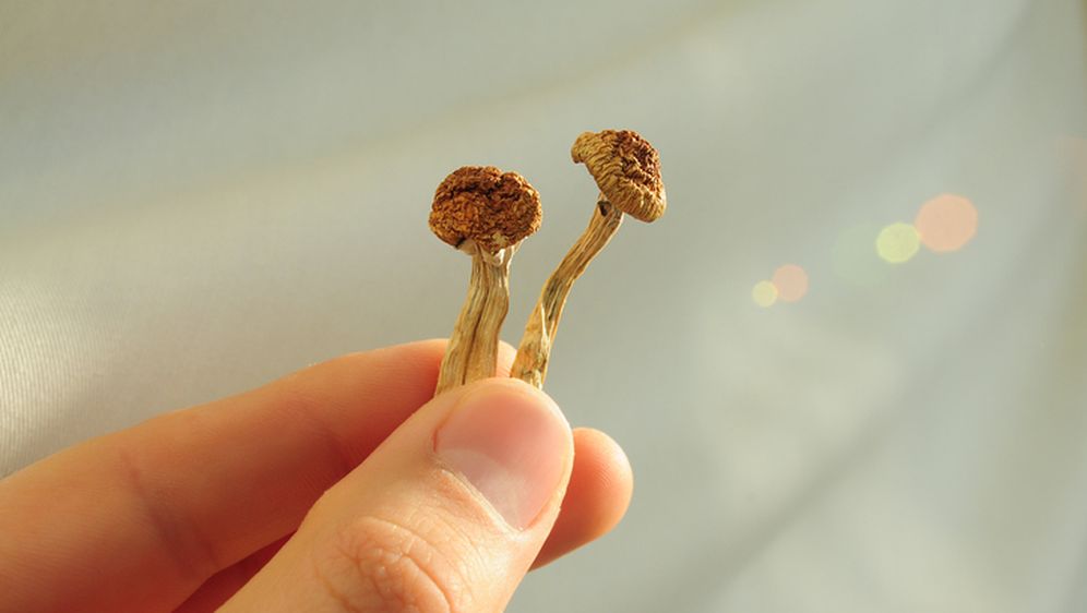 Psihodelične gljive