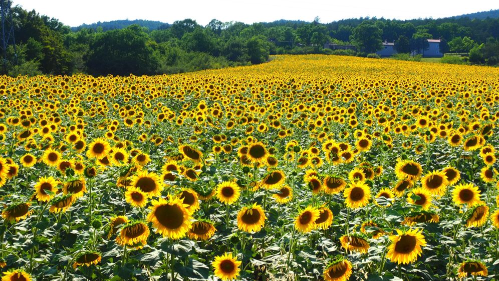 Suncokreti u Istri - 2