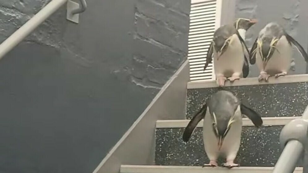 Pingvini na stepenicama