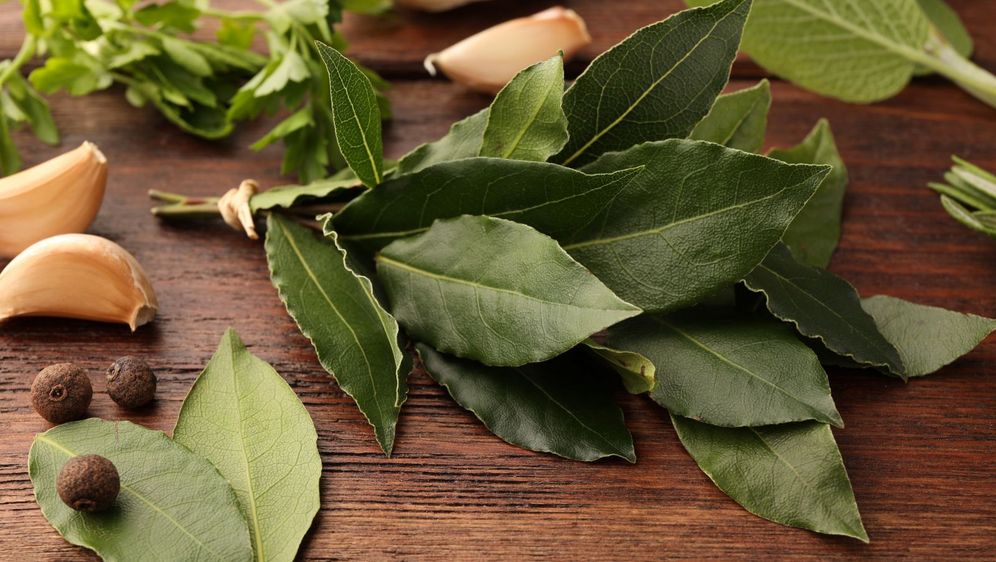 Lovor, simbol besmrtnosti i slave - 1