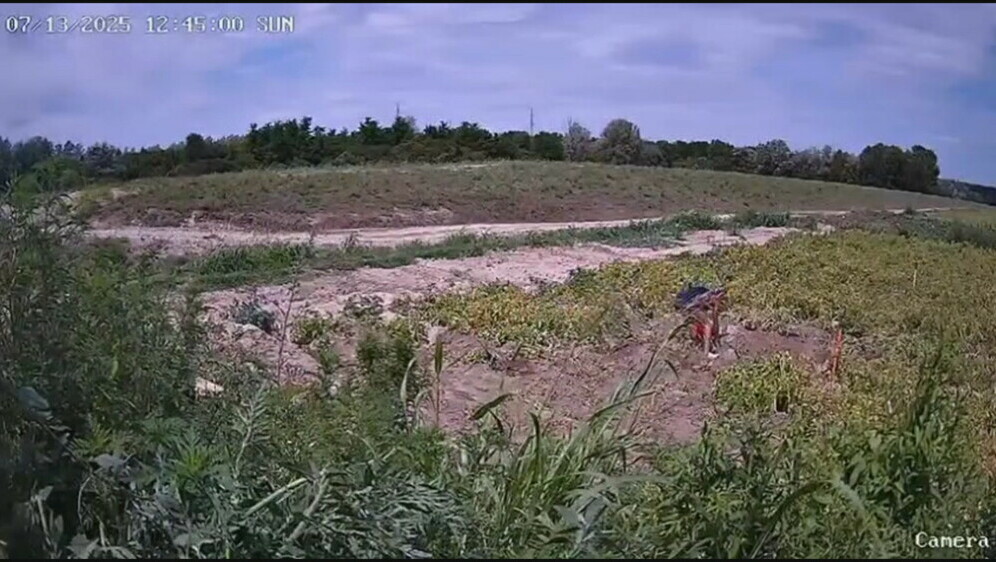 Polje