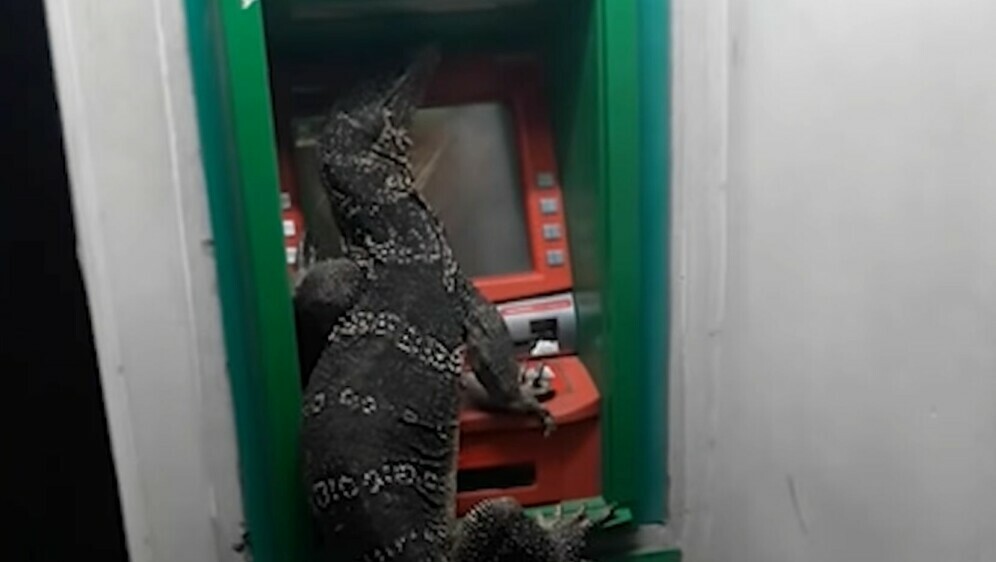 Gušter na bankomatu