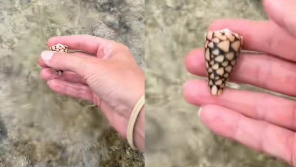Neobična školjka u ruci