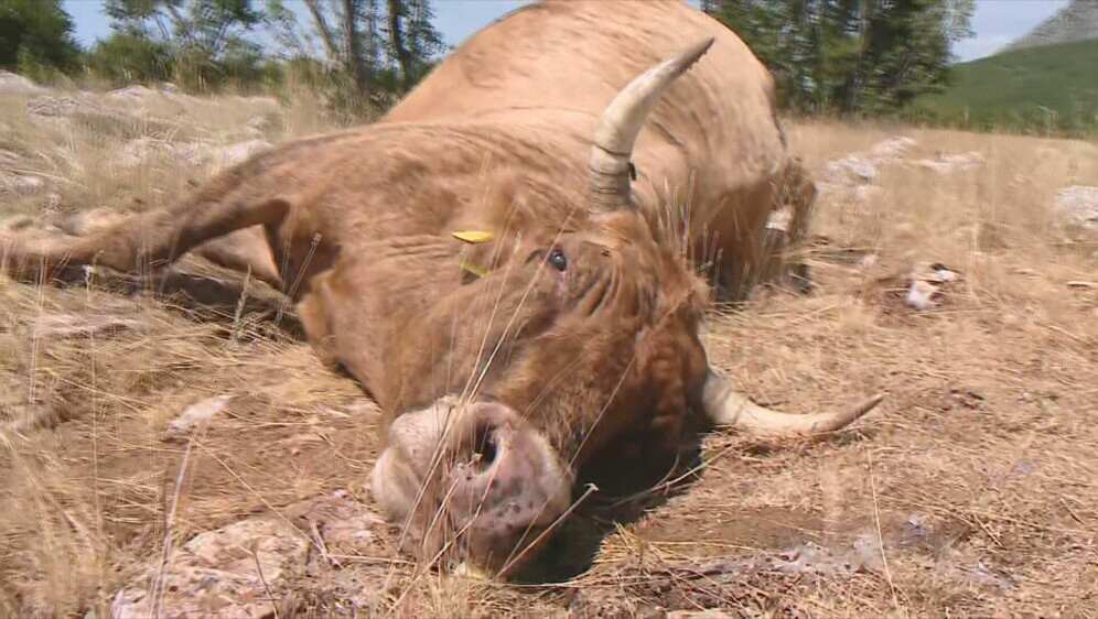 Cijepljenje protiv bedrenice - 2