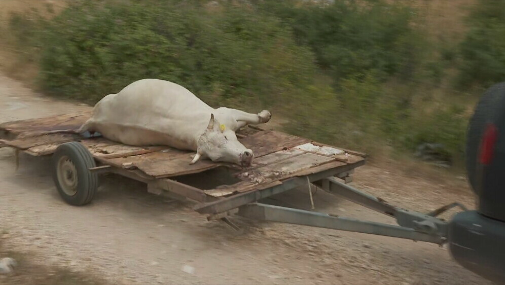 Cijepljenje protiv bedrenice - 6