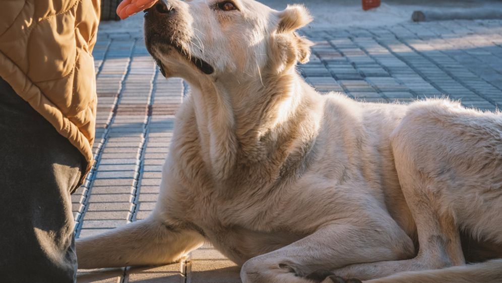 Pas njuši ruku muškarca