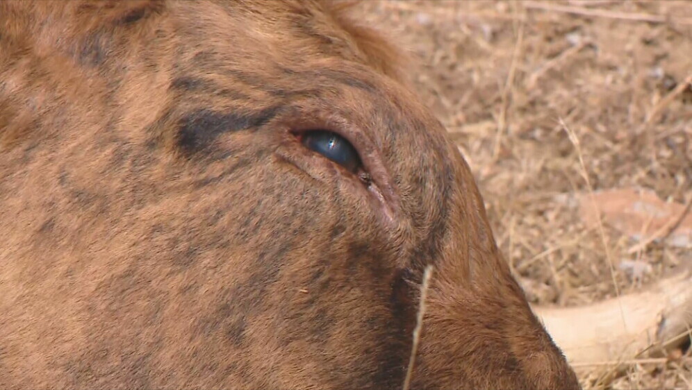 Cijepljenje protiv bedrenice