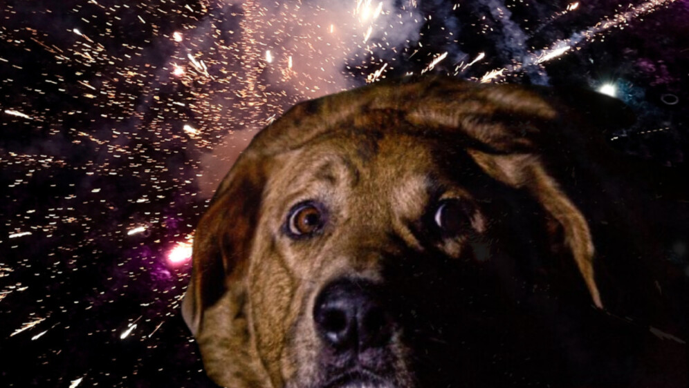 Uplašen pas, ilustracija