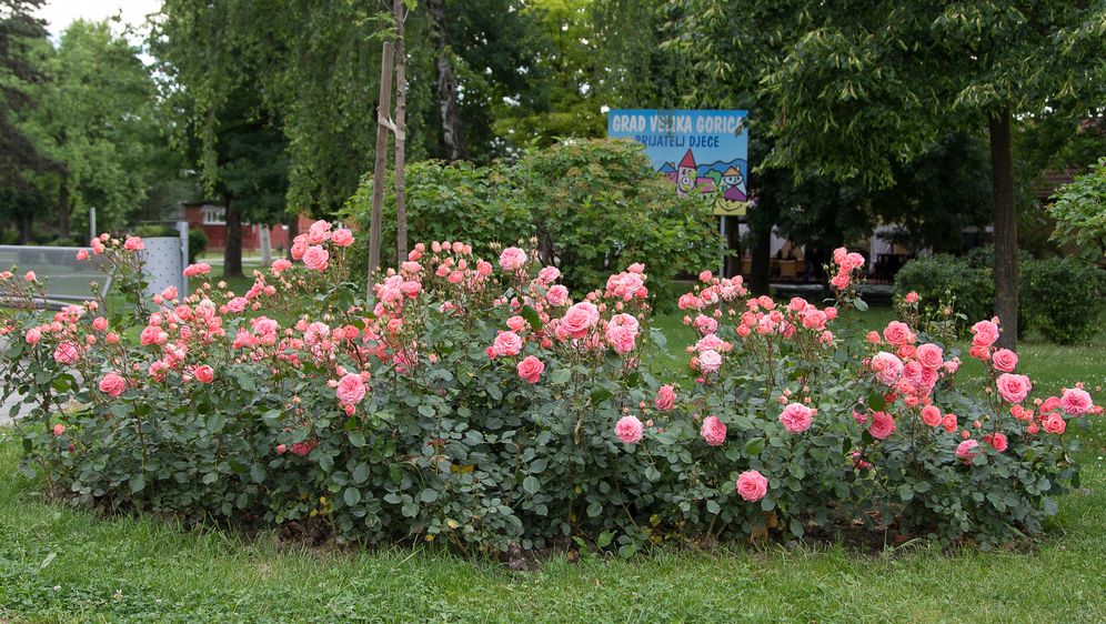 Velika Gorica ima svoju ružu koja krasi nekoliko lokacija u gradu - 10
