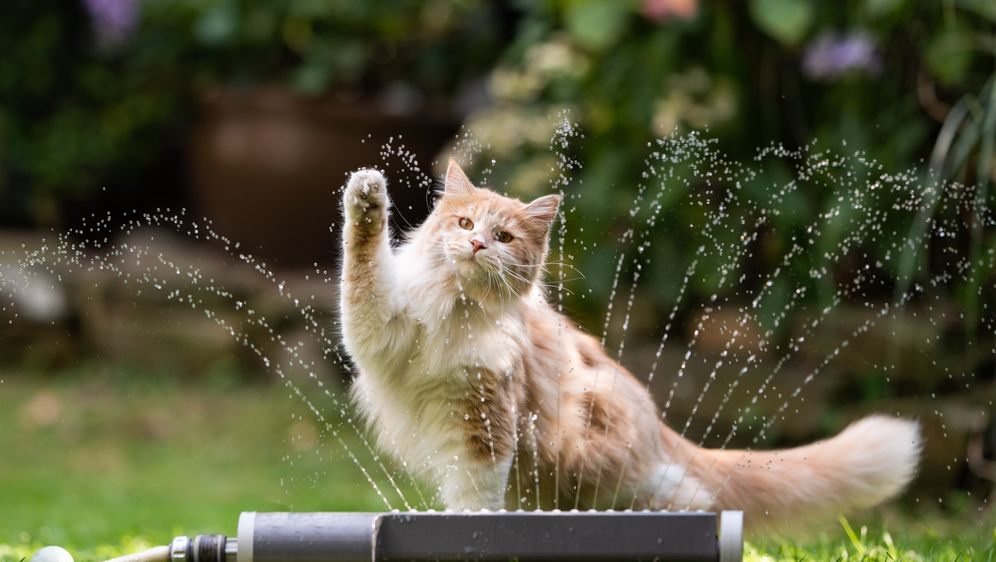 Kako najbrže pomoći vašoj ljubimici kad joj je vruće?
