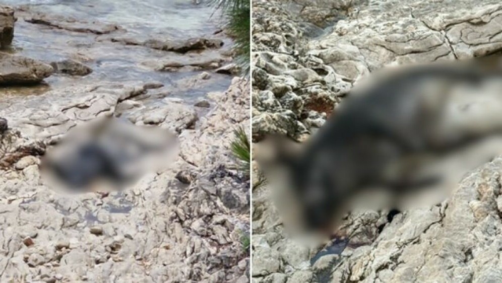 Leš divlje svinje na Braču