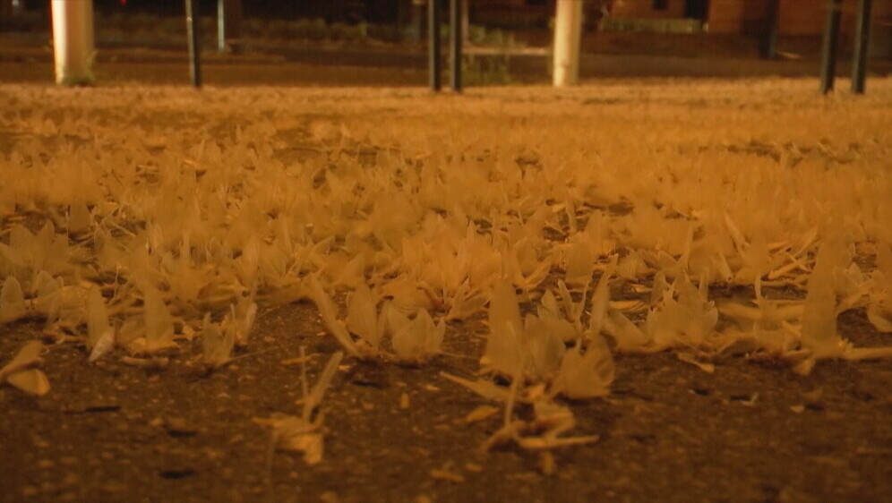 Najezda kukaca u Budimpešti - 6