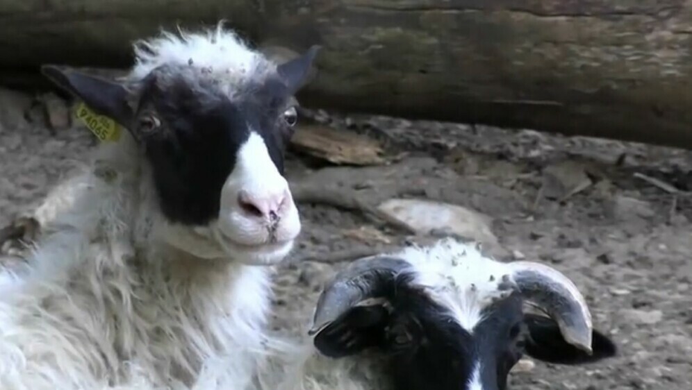 Nakon bedrenice pojavila se bolest plavog jezika