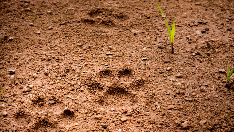 Kako se piše: sljedeći ili slijedeći