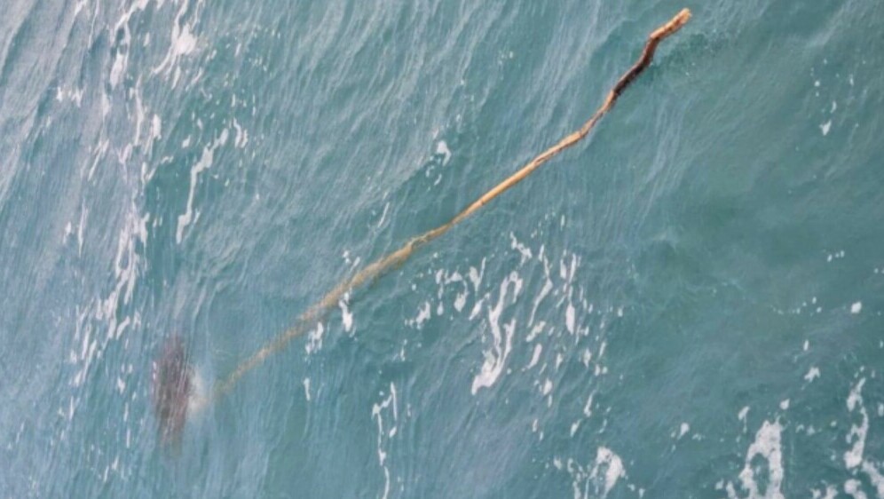 Štap u moru s kornjačom