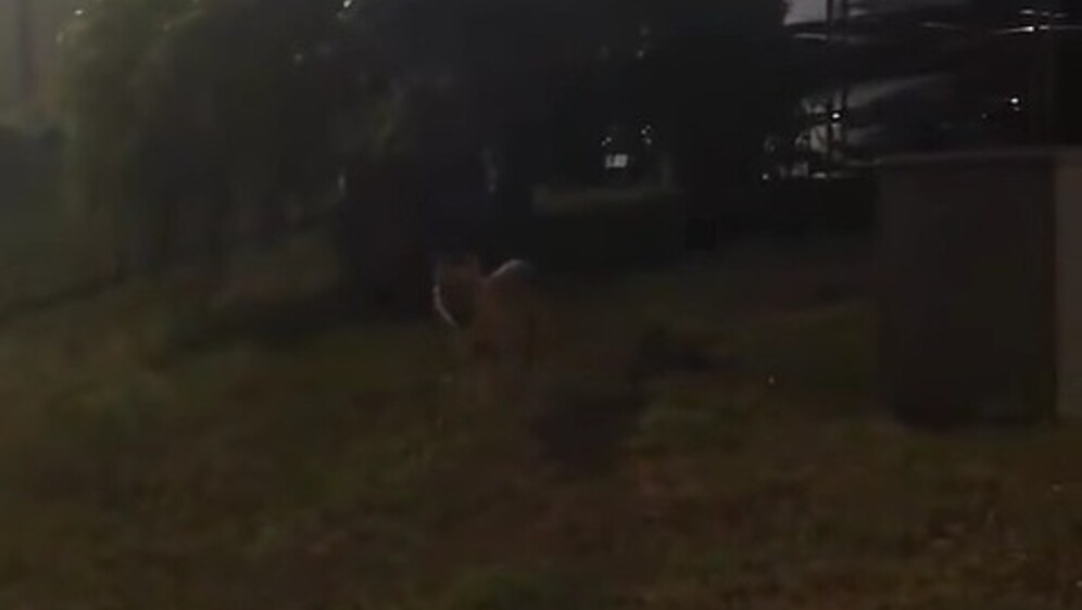 Novi video