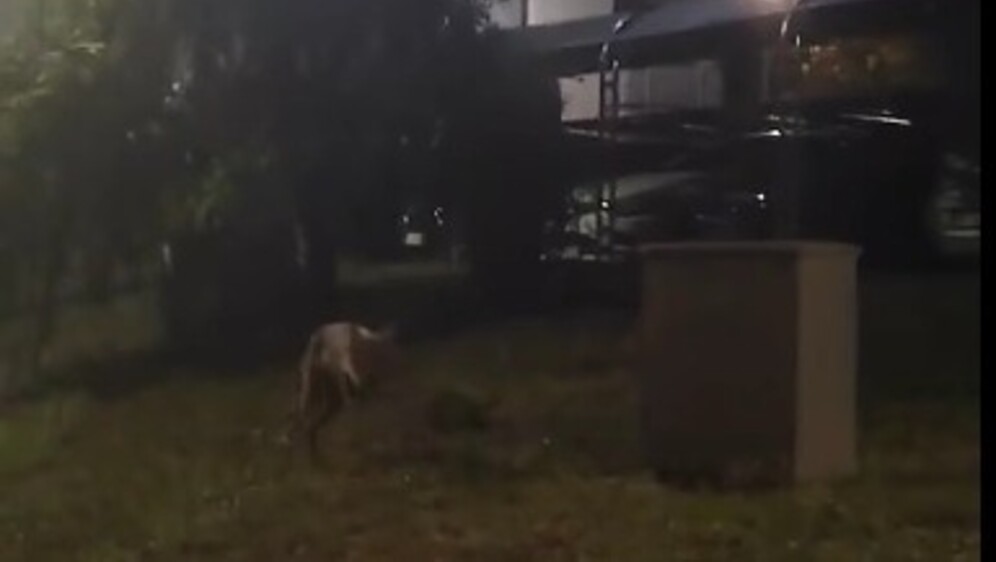 Novi video