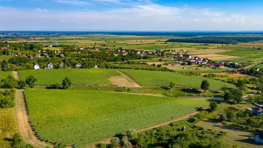 Vinograd u Moslavini