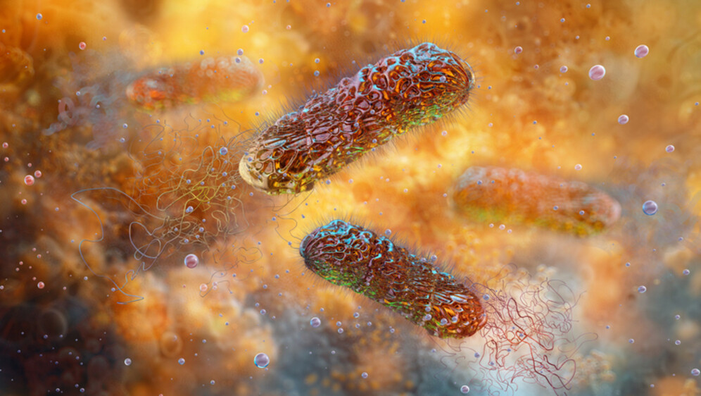 Pseudomonas aeruginosa