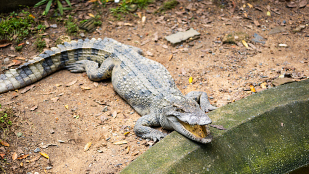 Krokodil, ilustracija