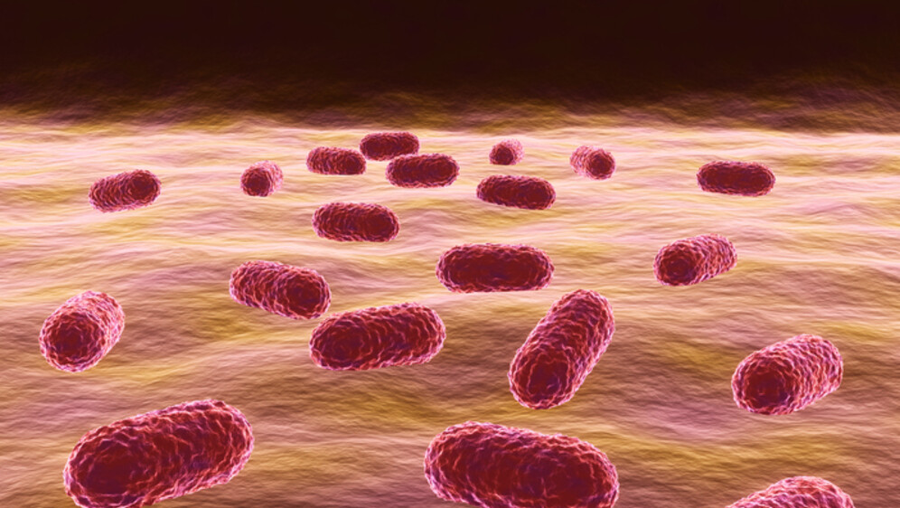 Acinetobacter baumannii, ilustracija