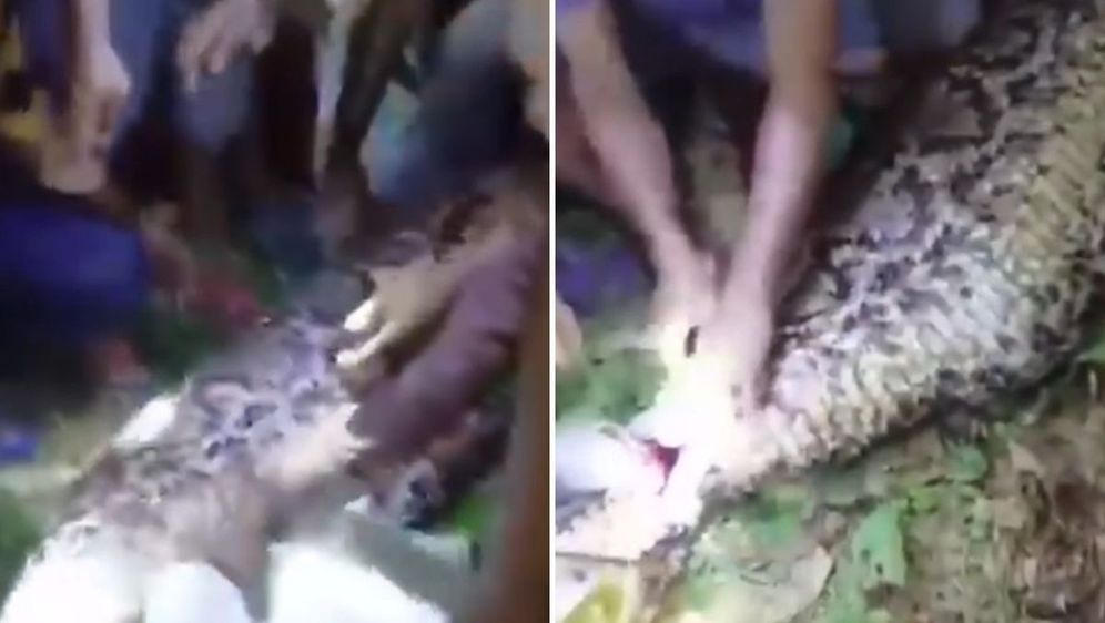Piton progutao čovjeka