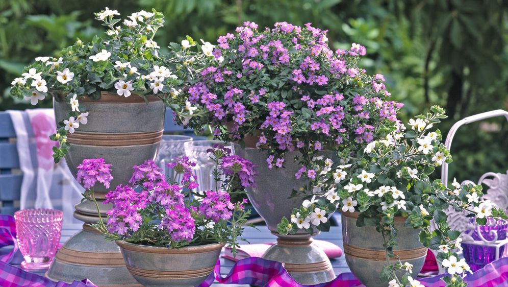 Ljetni cvijet bakopa divan je izbor za uređenje balkona