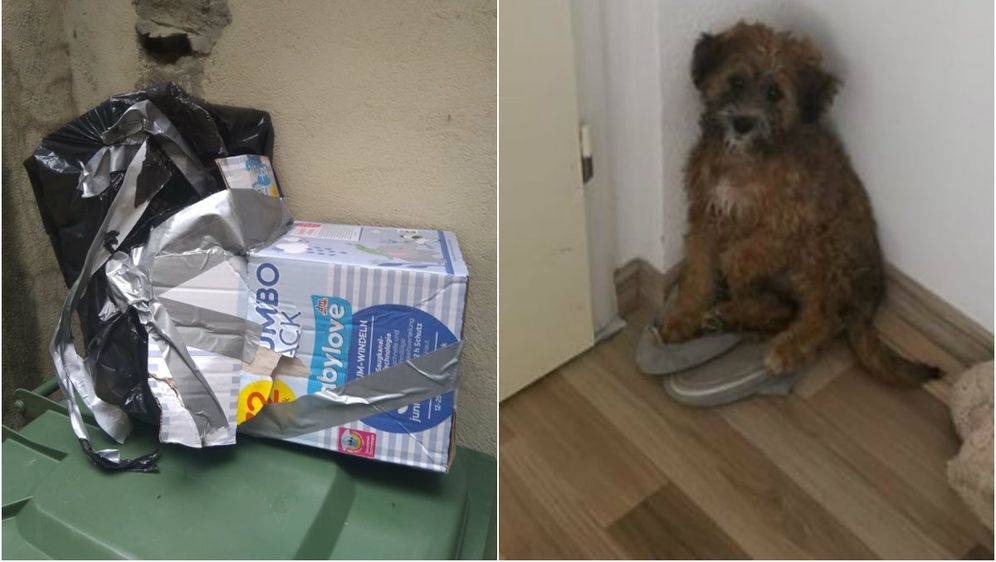 Kutija i štene (Foto: Facebook/Udruga Šapama od srca Makarska)