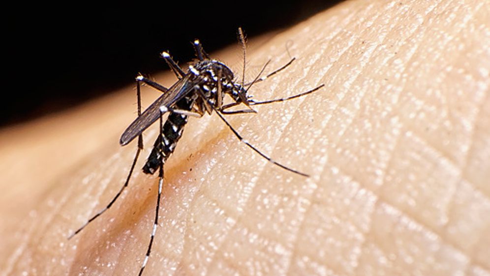 Tigrasti komarac (Foto: Getty)