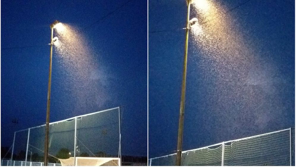Roj komaraca u Višnjevcu (Foto: Čitatelj)