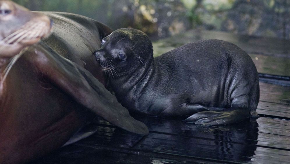 Mladunče kalifornijskog morskog lava novi je stanovnik Zoološkog vrta grada Zagreba