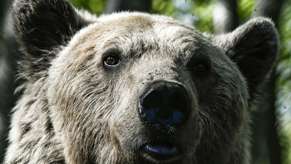 Medvjed (Foto: AFP)