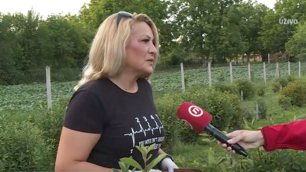 Tanja Ćosić, uzgajivačica sibirske borovnice
