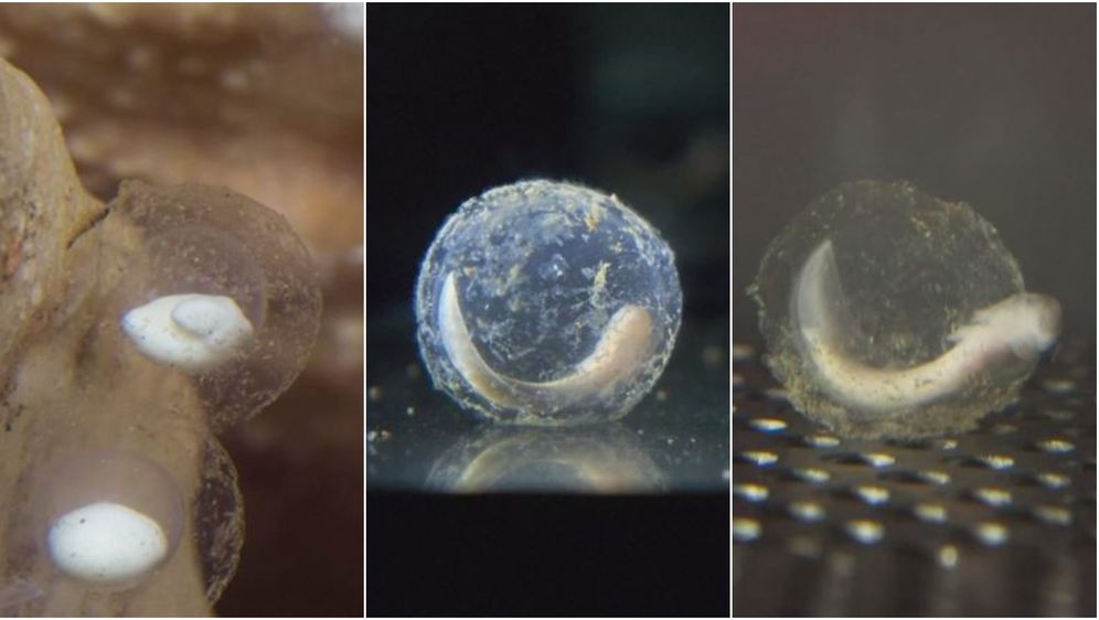 Izlijeganje čovječje ribice