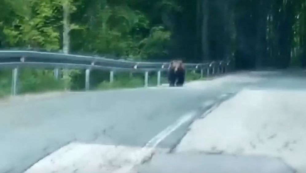 Medvjed koji je oštetio automobile