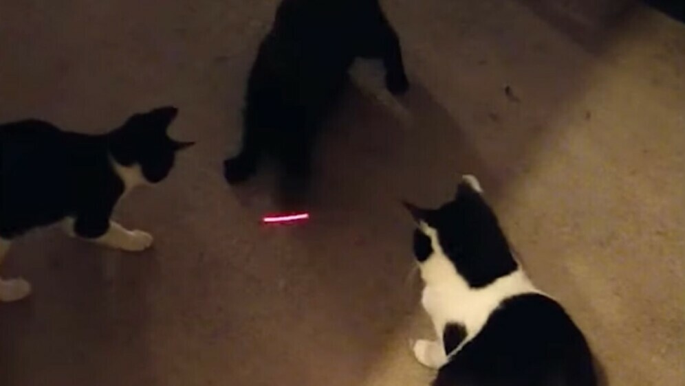 Mačke i laser