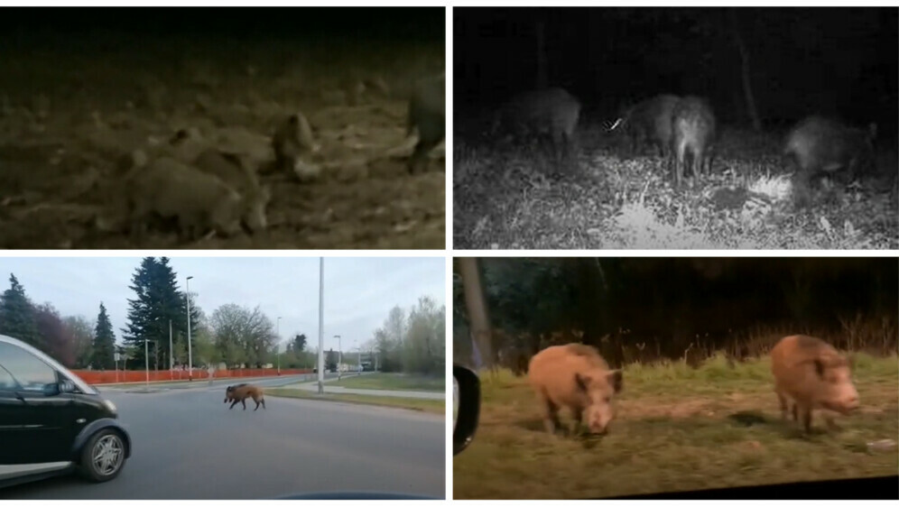 Divlje svinje u Zagrebu