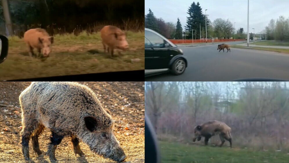 Divlje svinje haraju Zagrebom