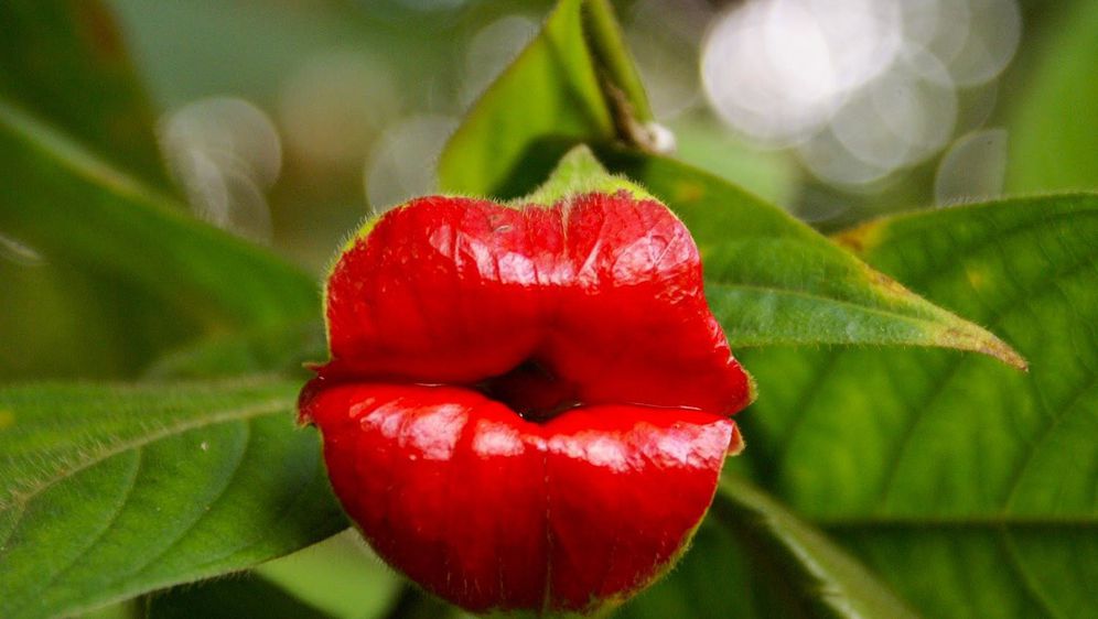 Vruće usne poseban je cvijet jarko crvene boje
