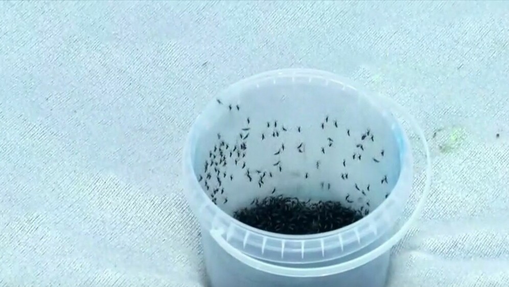 Suzbijanje komaraca biotehnologijom - 3