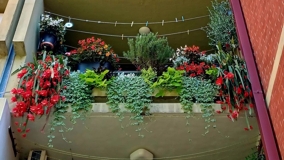 Zagrebački balkon prepun cvijeća zadivljuje prolaznike