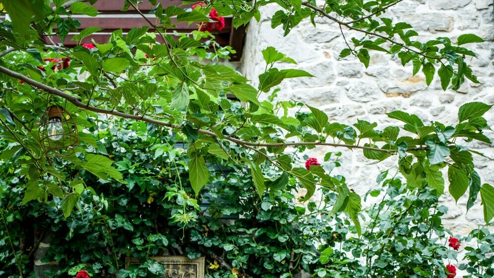 Anica Kovač i klapa Rišpet - 2