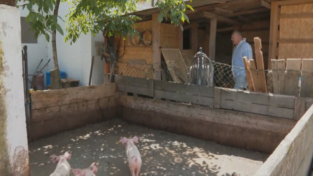 Afrička svinjska kuga u Hrvatskoj