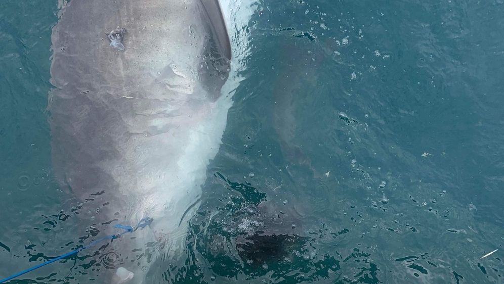 Tigrasti morski pas i ježac